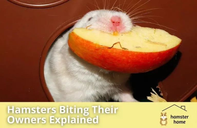 Hamsters Biting Their Owners Explained