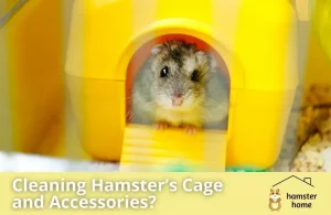 How Often Should You Clean Hamster’s Cage and Accessories