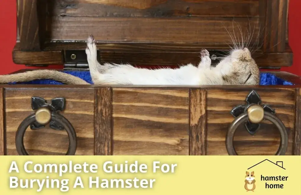 How To Bury A Hamster? All You Need To Know After Losing Your Little Friend