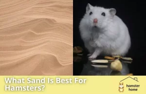 What Sand Is Best For Hamsters