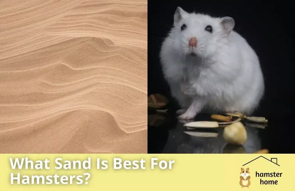 What Sand Is Best For Hamsters? • Hamster Home