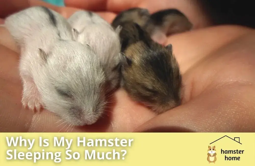 Why Is My Hamster Sleeping So Much? • Hamster Home