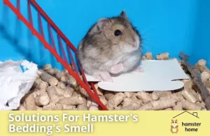 Your Hamster Bedding Smells - All The Solutions