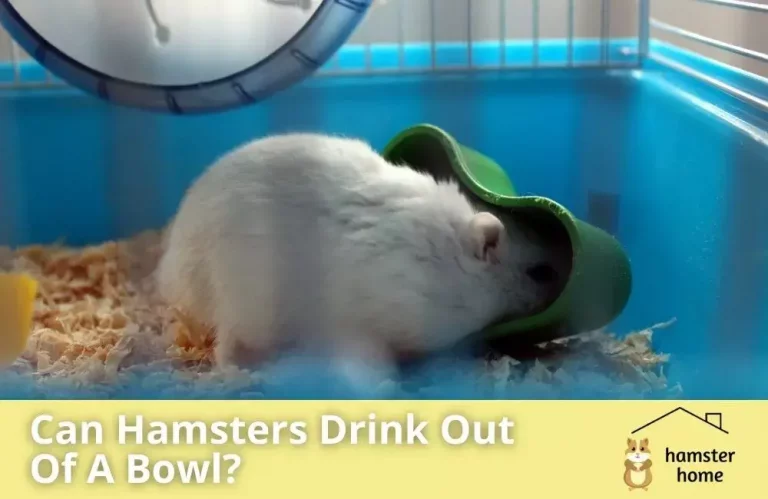 Can Hamsters Drink Out Of A Bowl