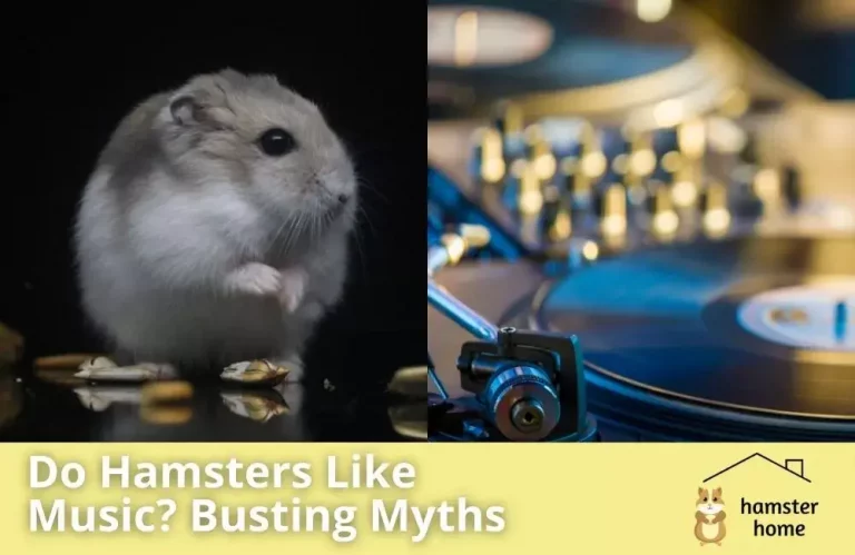 Do Hamsters Like Music