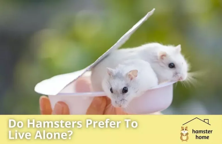 Do Hamsters Prefer To Live Alone
