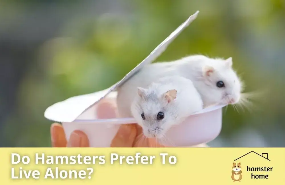 Do Hamsters Prefer To Live Alone Or In Groups? All You Need To Know!