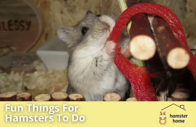 Fun Things For Hamsters To Do