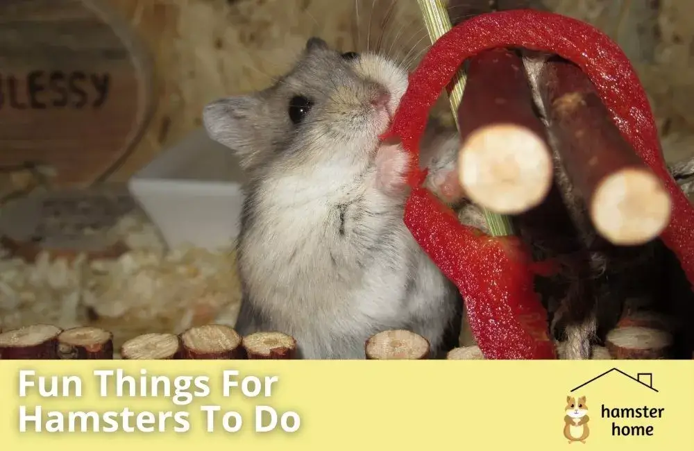 What Are Fun Things For Hamsters To Do Keeping Your Hamster Entertained