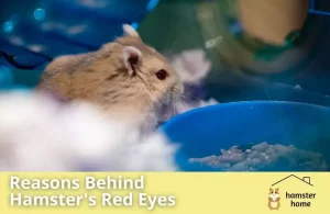 Hamster With Red Eyes