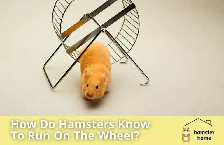 How Do Hamsters Know To Run On The Wheel