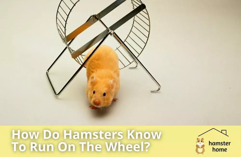 How Do Hamsters Know To Run On The Wheel? Mystery Explained