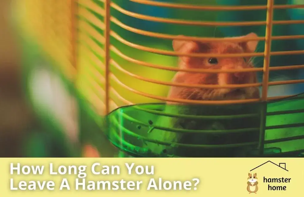 How Long Can You Leave A Hamster Alone? • Hamster Home