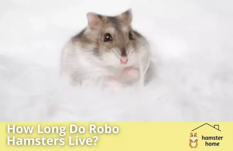 How Long Do Robo Hamsters Live