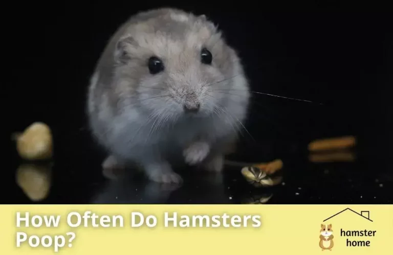 How Often Do Hamsters Poop