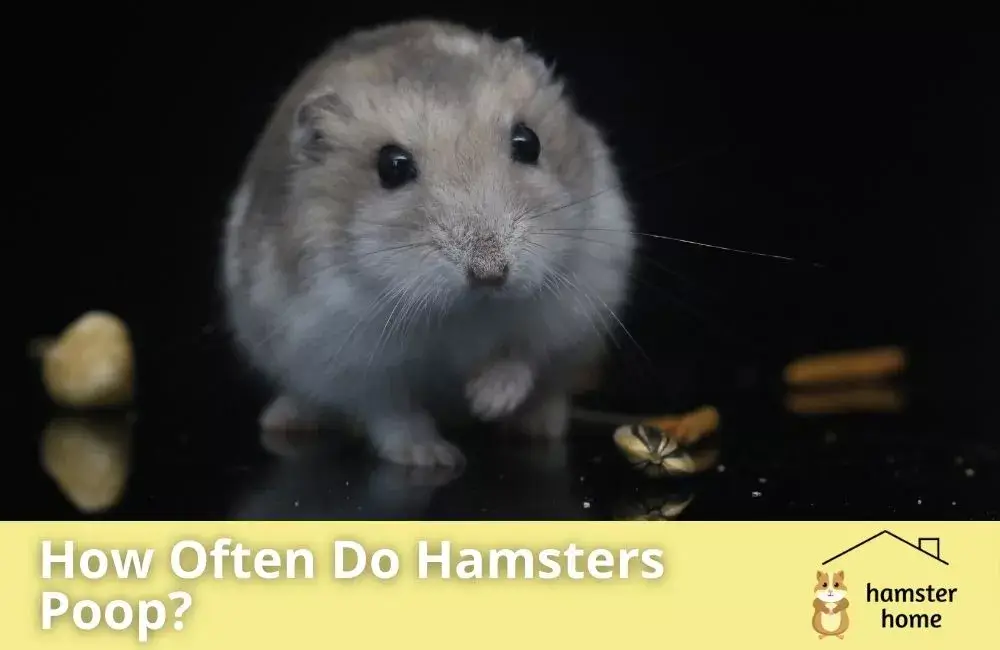 How Often Do Hamsters Poop? A Detailed Overview • Hamster Home