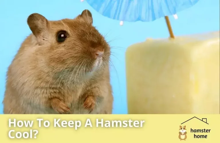 How To Keep Hamsters Cool