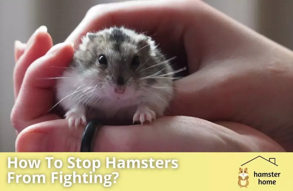 How To Stop Hamsters From Fighting? A Comprehensive Guide • Hamster Home
