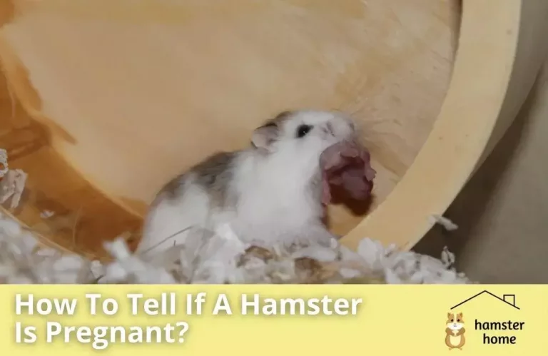 How To Tell If A Hamster Is Pregnant