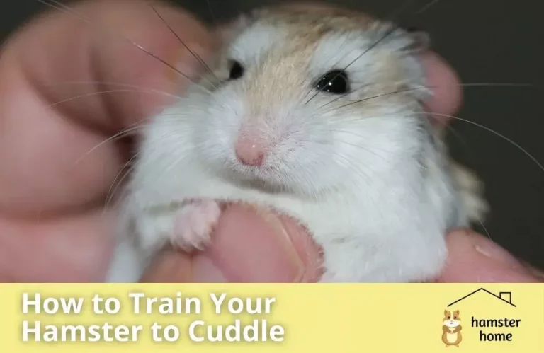 How To Train Your Hamster To Cuddle