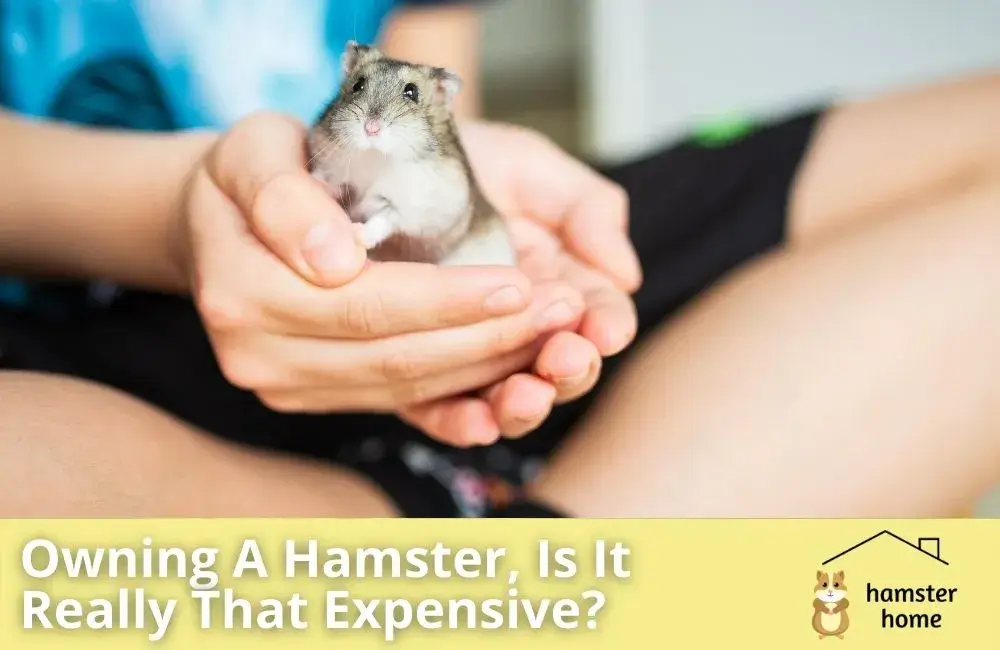 How Much Does A Hamster Cost? • Hamster Home