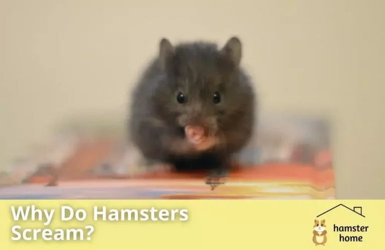 Why Do Hamsters Scream