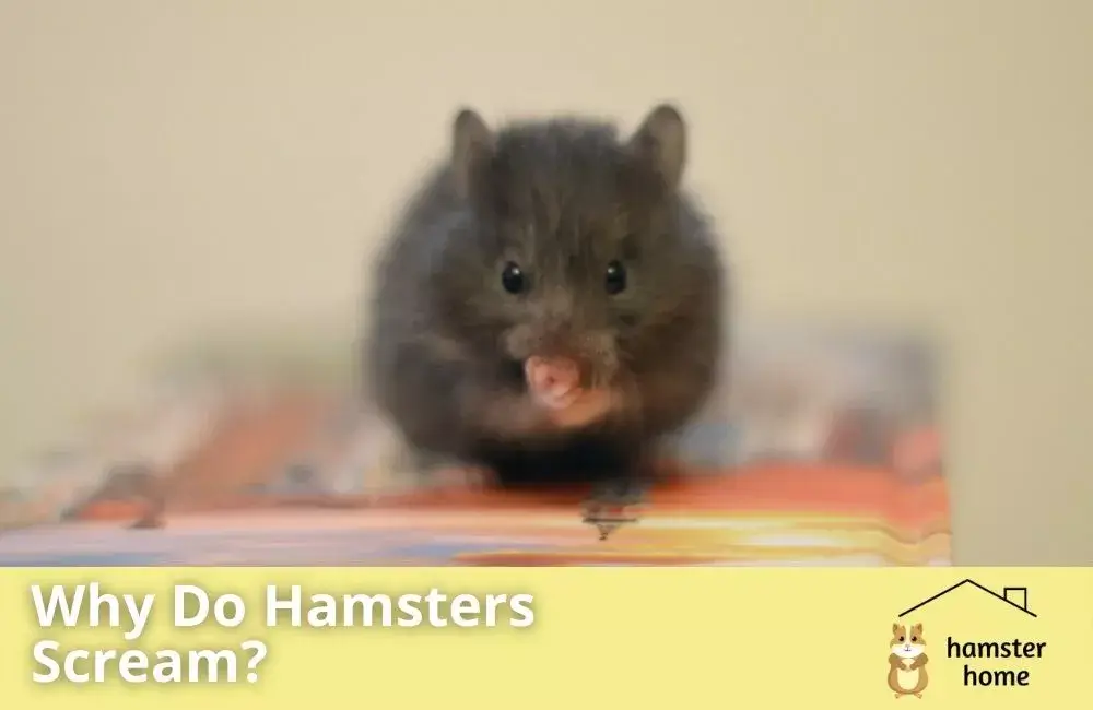 Why Do Hamsters Scream? Is It Out Of Fear Or Something Else?