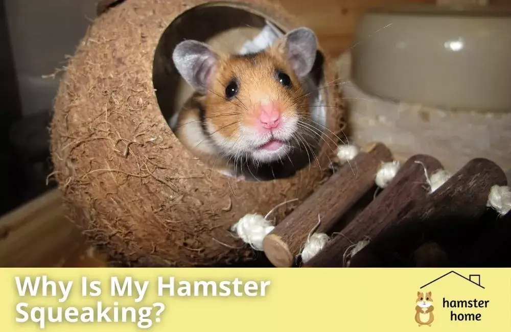 Why Is My Hamster Squeaking? Reasons And Best Solutions • Hamster Home