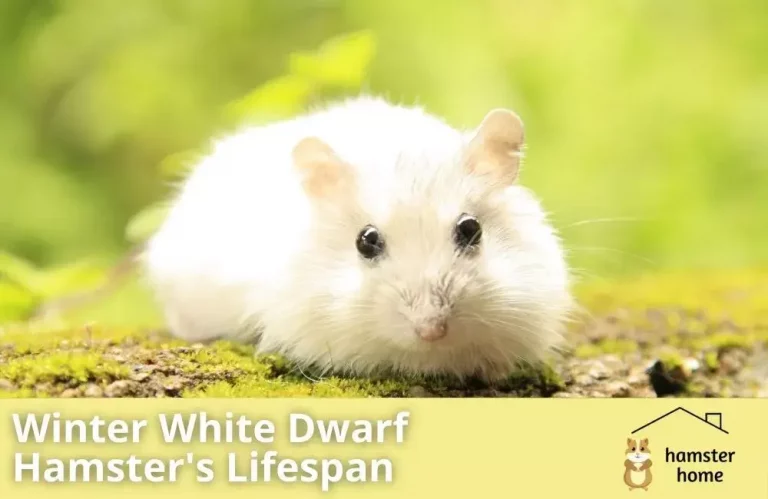 Winter White Hamster's Lifespan