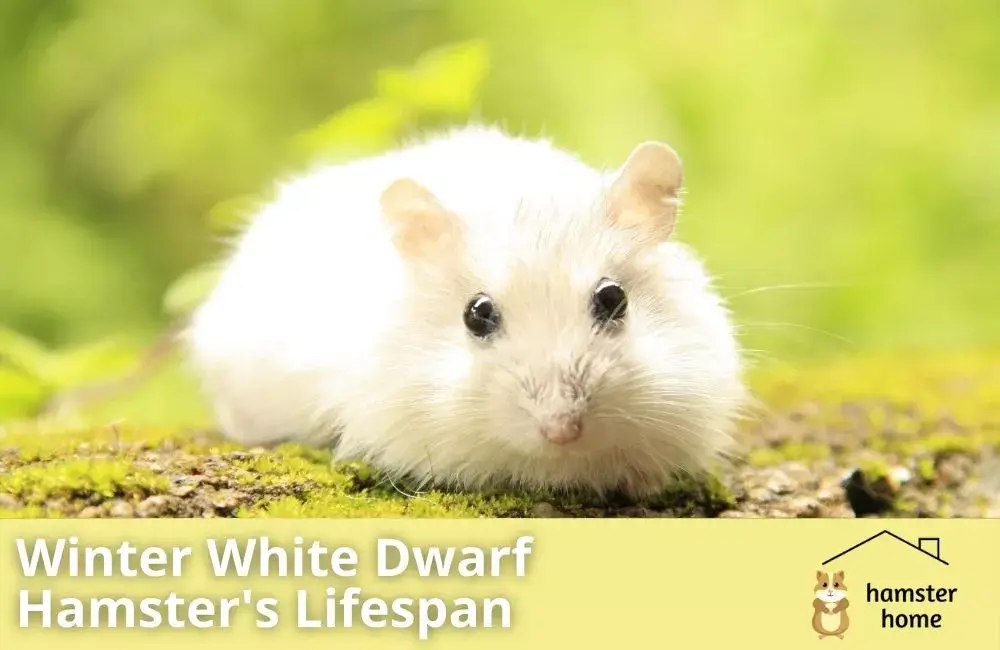 What Is The Average Winter White Dwarf Hamster Lifespan? • Hamster Home