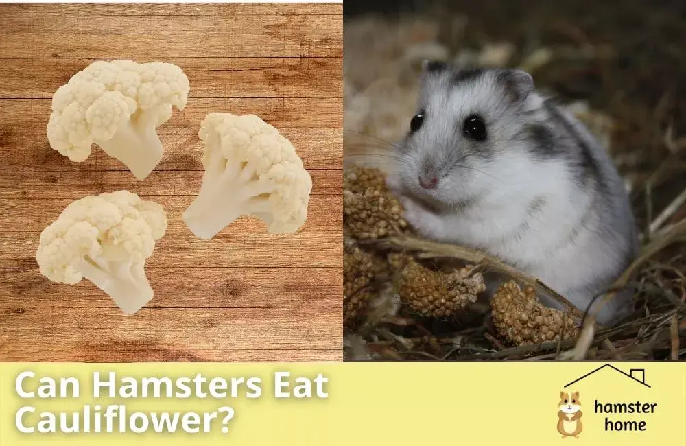Can Hamsters Eat Cauliflower? Read Before You Feed • Hamster Home