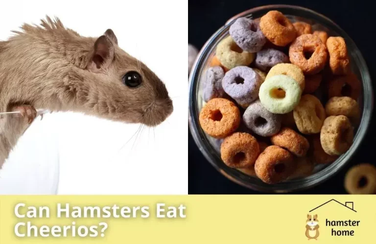 Can Hamsters Eat Cheerios