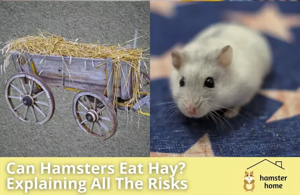 Can Hamsters Eat Hay? Explaining All The Risks • Hamster Home