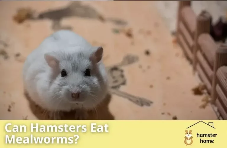 Can Hamsters Eat Mealworms