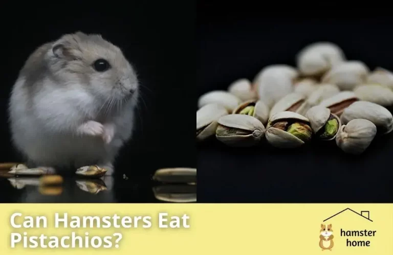 Can Hamsters Eat Pistachios
