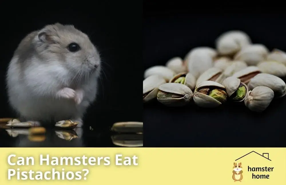 Can Hamsters Eat Pistachios? A Must Read • Hamster Home