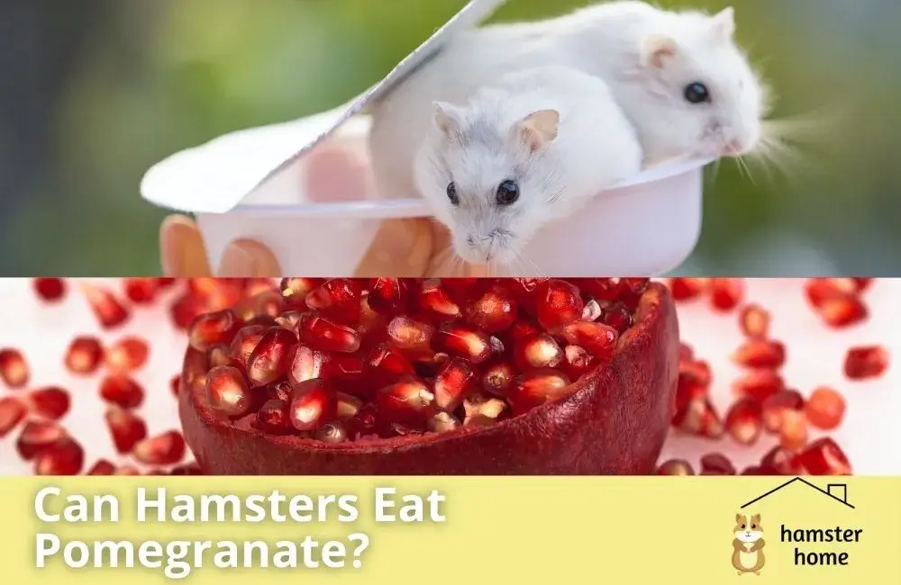 Can Hamsters Eat Pomegranate? Expert Opinion • Hamster Home