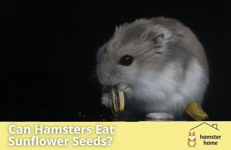 Can Hamsters Eat Sunflower Seeds