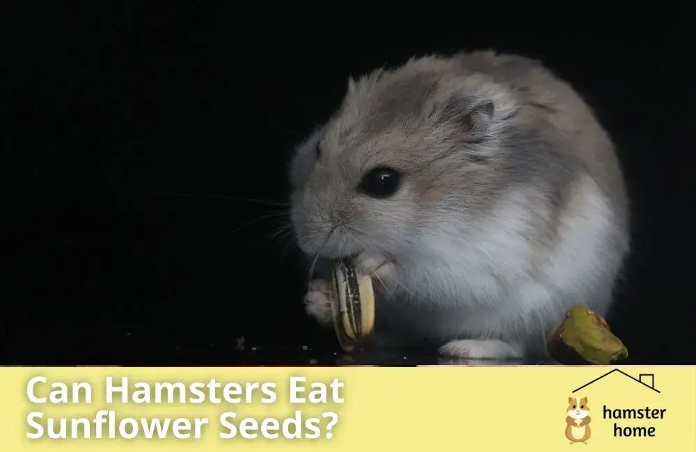 Can Hamsters Eat Sunflower Seeds? Healthy Treat Or A Hazard? • Hamster Home