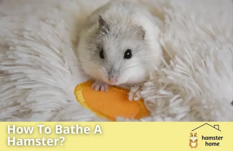 How To Bathe A Hamster