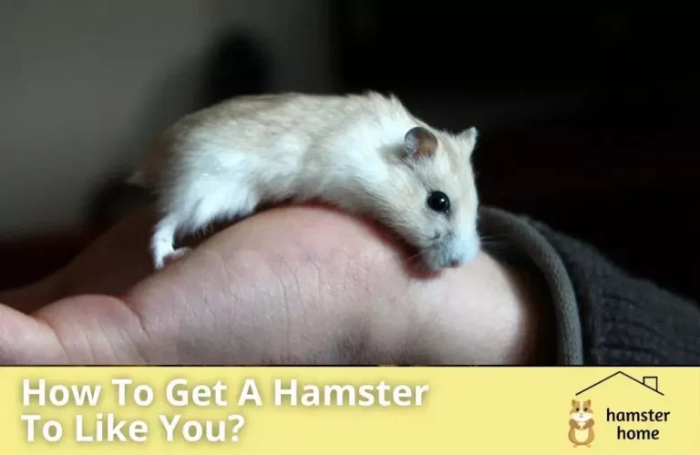 How To Get A Hamster To Like You