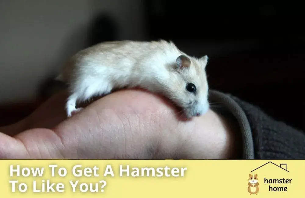 How To Get A Hamster To Like You? Best Proven Methods • Hamster Home