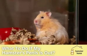 What To Do If My Hamster’s Penis Is Out