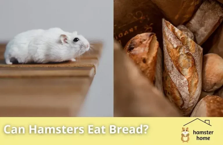 Can Hamsters Eat Bread