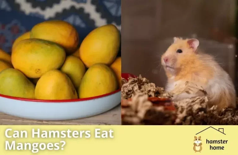 Can Hamsters Eat Mangoes