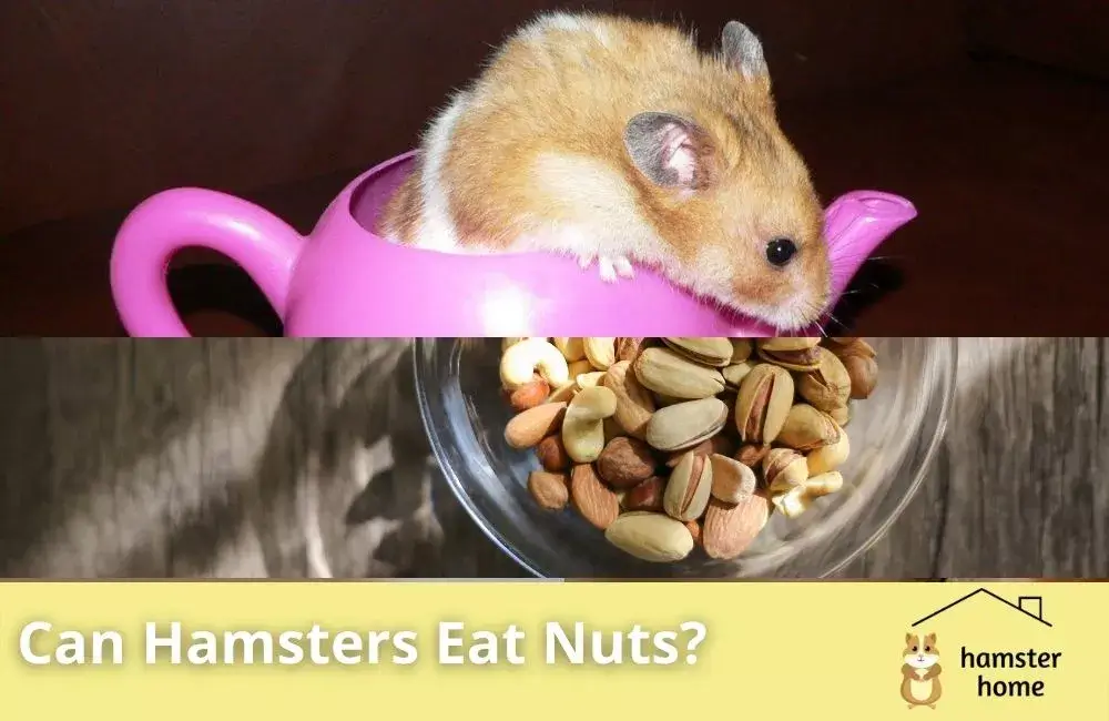 Can Hamsters Eat Nuts? All You Need To Know • Hamster Home