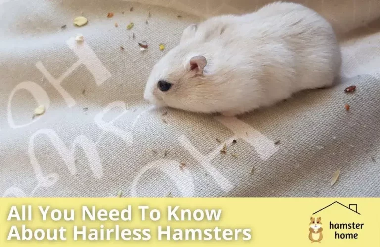 Hairless Hamster All You Need To Know