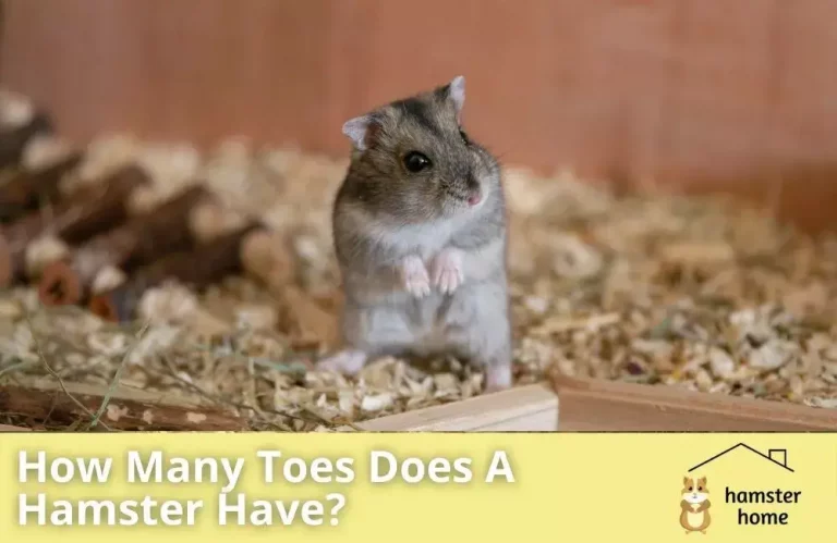How Many Toes Does A Hamster Have