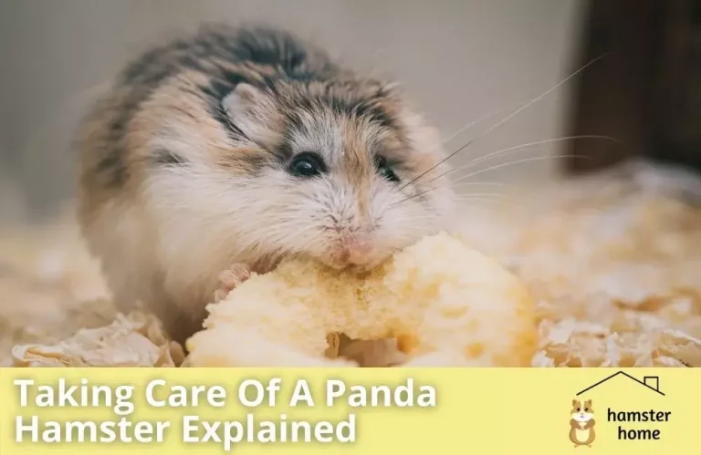 How To Take Care Of Panda Hamster As Pet