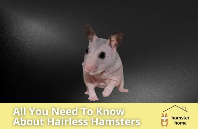 Hairless Hamster - All You Need To Know